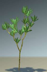 Anomozamites Haifanggouensis. Middle Jurassic Jiulongshan Formation, China.