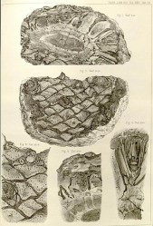 Excellent illustrations of bennettite trunks, showing the rhomboidal leaf scars, from Carruthers, 1870.