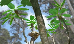 the bennettite Baikalophyllum with a fledgling enantiornithine, based on GMV 2158 (formerly Liaoxiornis).