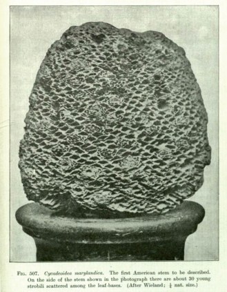 Cycadeoidea marylandica, Seward 1898.
