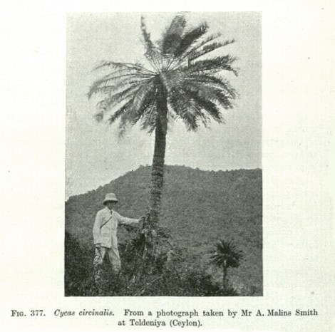 Cycas, a modern, tall, cycad. Lioxylon from Middle Jurassic China may have looked much the same.