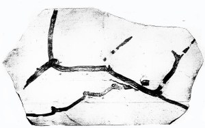 One of Nathorst's original fossils of Wielandiella, showing the dichasial branching.