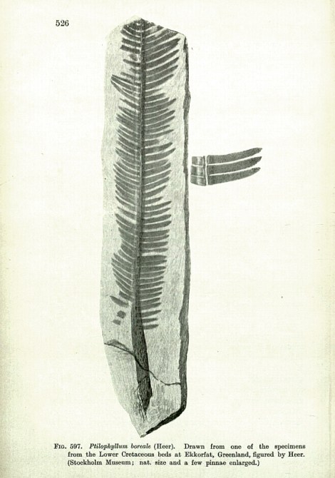A Ptilophyllum - type leaf fossil.