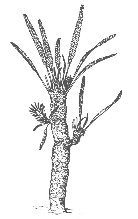 Williamsonia sewardiana, from Jurassic India, after Sahni (1932).