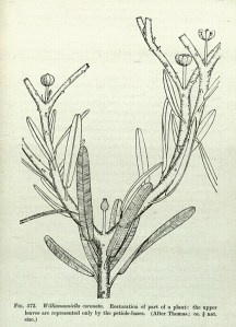 Williamsoniella coronata from Jurassic England. Seward, 1898.