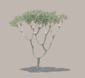 Bennettite Banksia sketch