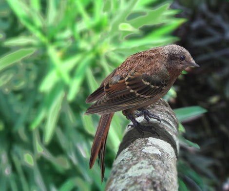 Liaoxiornis2FLAT copy