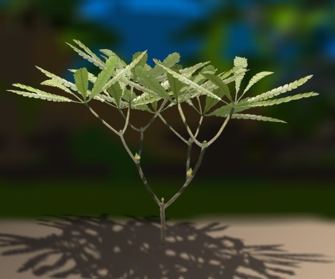 Wielandiella angustifolia FINAL